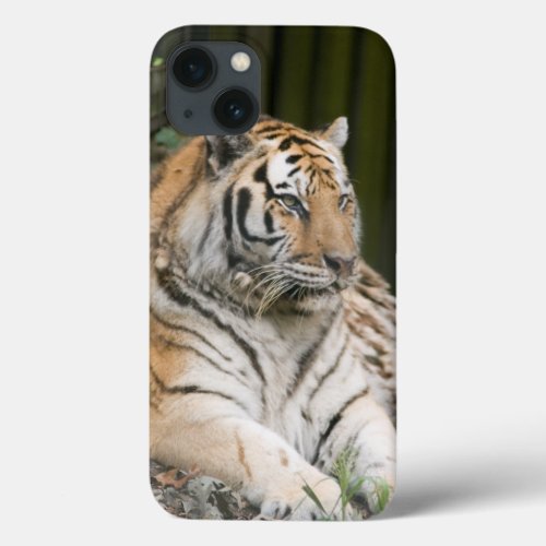 Siberian Tiger iPhone 13 Case