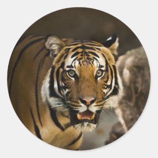 Siberian Tiger Classic Round Sticker