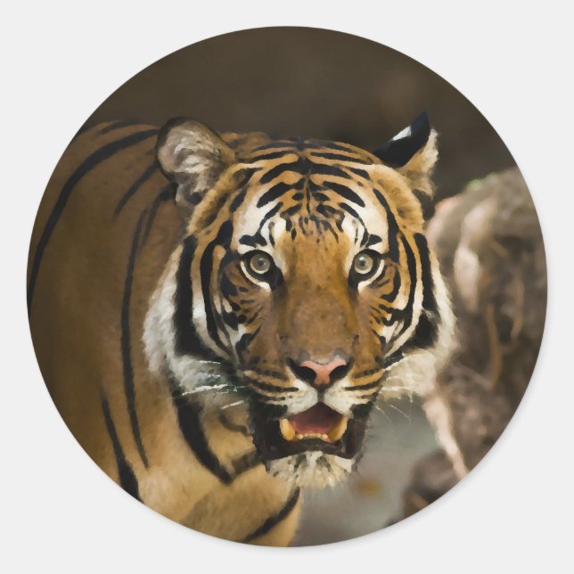 Siberian Tiger Classic Round Sticker (Front)
