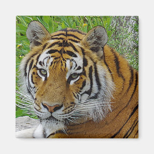 Siberian Tiger Closeup Photo of Face Magnet