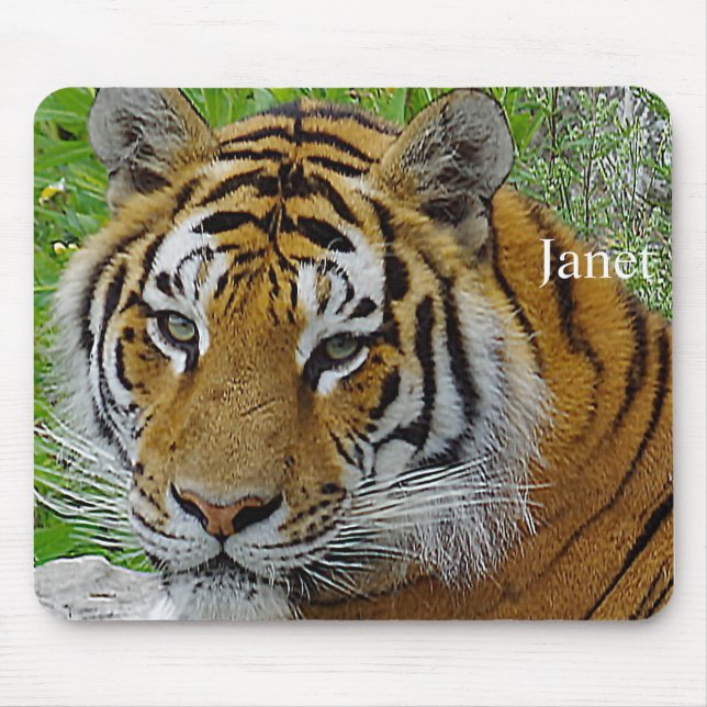 Siberian Tiger Closeup Photo of Face Mouse Pad (Front)