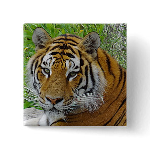 Siberian Tiger Closeup Photo of Face Pinback Button