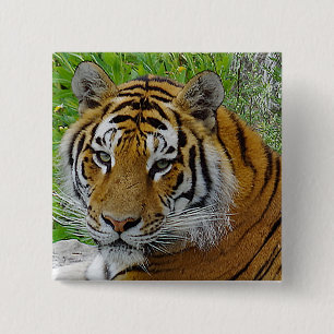 Siberian Tiger Closeup Photo of Face Pinback Button