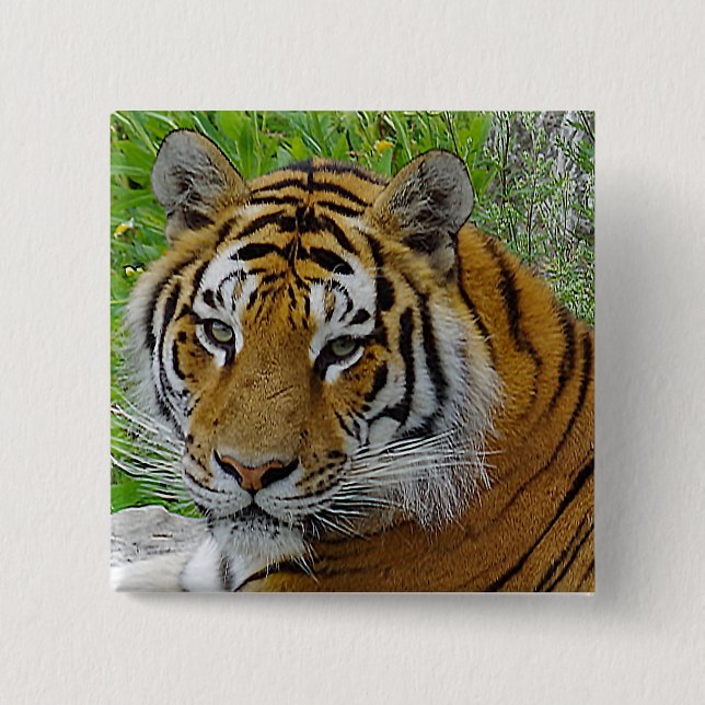 Siberian Tiger Closeup Photo of Face Pinback Button (Front)