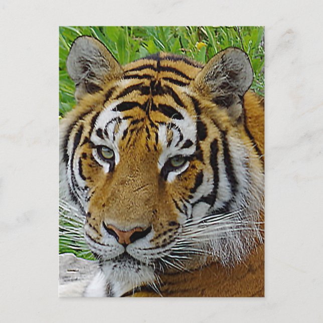 Siberian Tiger Closeup Photo of Face Postcard (Front)