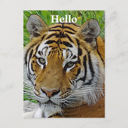 Siberian Tiger Closeup Photo of Face Postcard