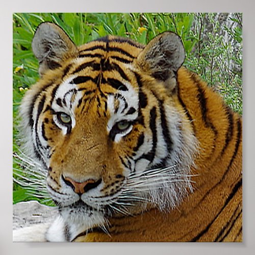 Siberian Tiger Closeup Photo of Face Poster