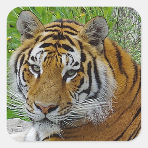Siberian Tiger Closeup Photo of Face Square Sticker