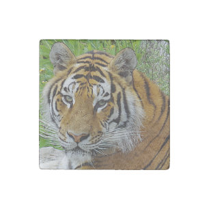 Siberian Tiger Closeup Photo of Face Stone Magnet