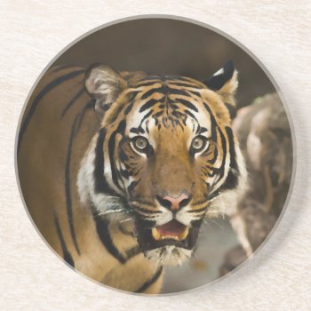 Siberian Tiger Drink Coaster by made_in_atlantis at Zazzle