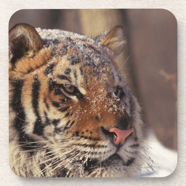 Siberian tiger drink coaster (Front)