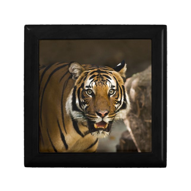 Siberian Tiger Gift Box (Front)
