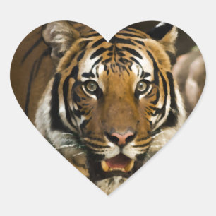 Siberian Tiger Heart Sticker