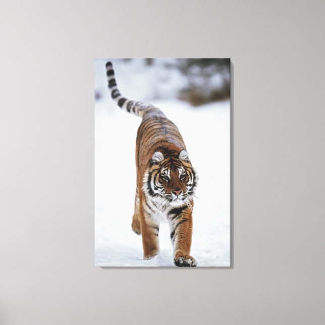 Siberian Tiger In Snow Canvas Print (Front)