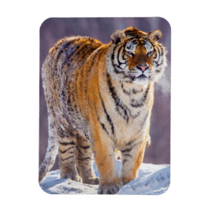 Siberian tiger in snow, China Magnet