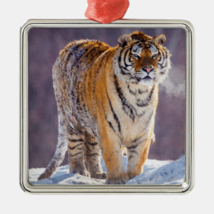Siberian tiger in snow, China Metal Ornament