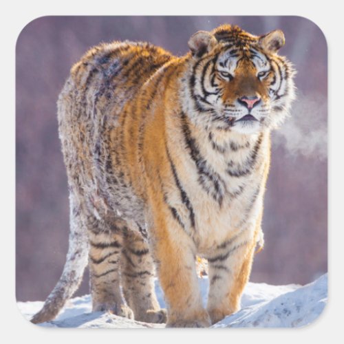 Siberian tiger in snow China Square Sticker