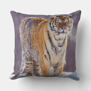 Siberian tiger in snow, China Throw Pillow