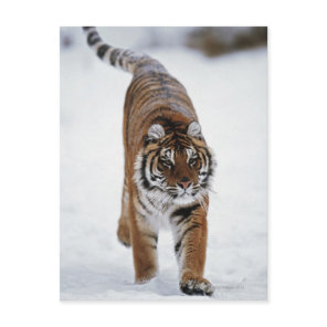 Siberian Tiger In Snow Postcard