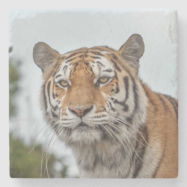 Siberian Tiger in the Wild Stone Coaster (Front)