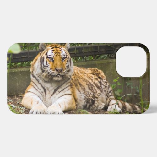 Siberian Tiger iPhone 13 Case