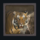 Siberian Tiger Jewelry Box<br><div class="desc">Wild Animals and Big Cats Digital Artworks - Close-up Siberian Tiger Face</div>