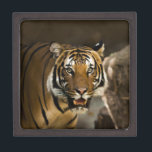 Siberian Tiger Jewelry Box<br><div class="desc">Wild Animals and Big Cats Digital Artworks - Close-up Siberian Tiger Face</div>