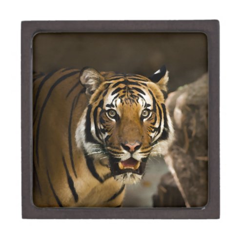 Siberian Tiger Jewelry Box