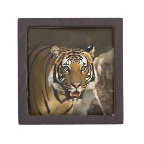 Siberian Tiger Keepsake Box
