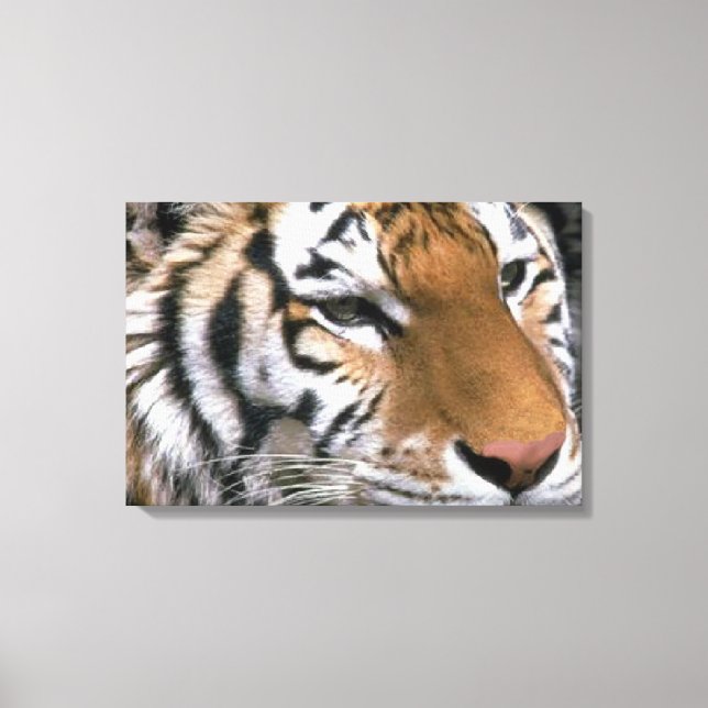 Siberian Tiger Lovers Art Canvas Print (Front)
