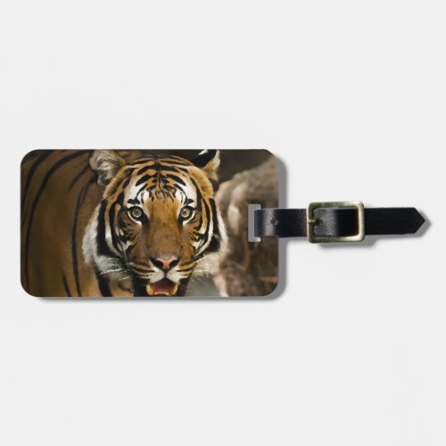 Siberian Tiger Luggage Tag