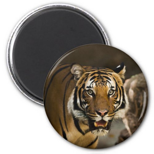 Siberian Tiger Magnet