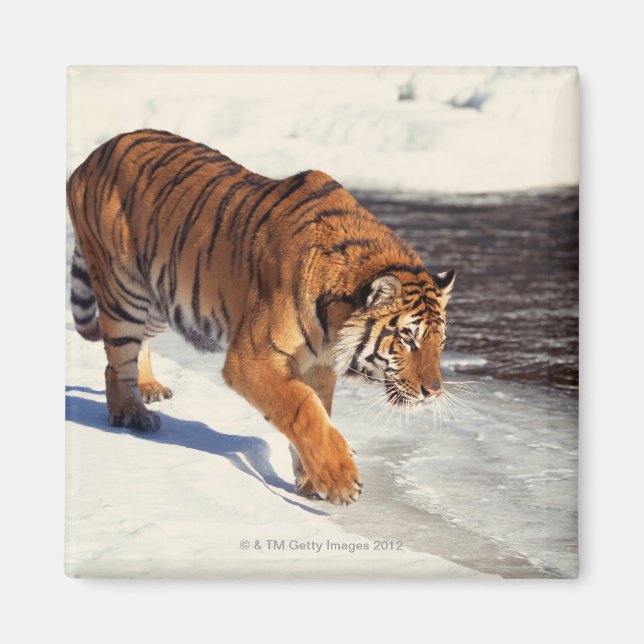 Siberian tiger magnet (Front)