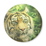 Siberian Tiger Magnet