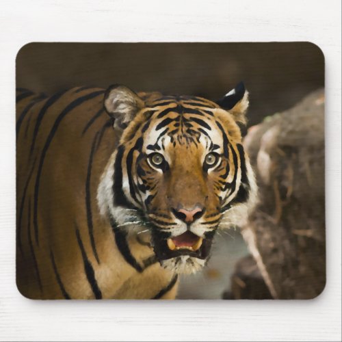 Siberian Tiger Mouse Pad