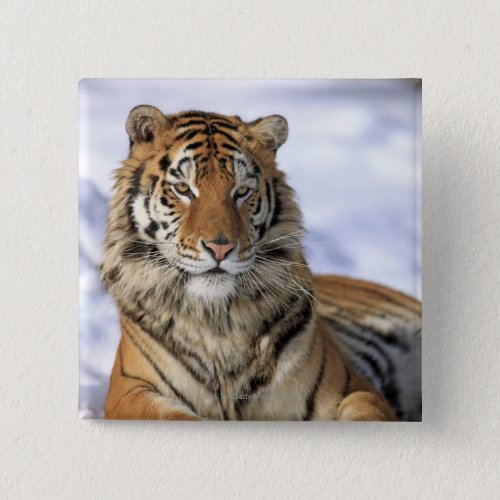 Siberian Tiger Panthera tigris altaica Asia Button