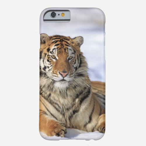 Siberian Tiger, Panthera tigris altaica, Asia, Barely There iPhone 6 Case