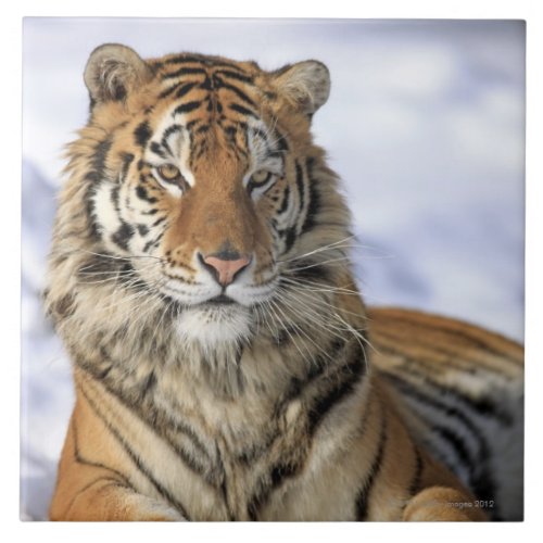 Siberian Tiger Panthera tigris altaica Asia Ceramic Tile