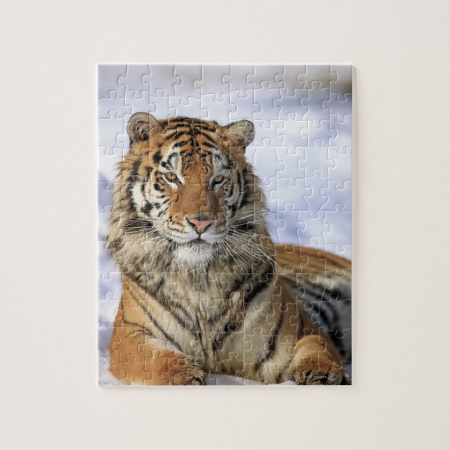 Siberian Tiger, Panthera tigris altaica, Asia, Jigsaw Puzzle (Vertical)