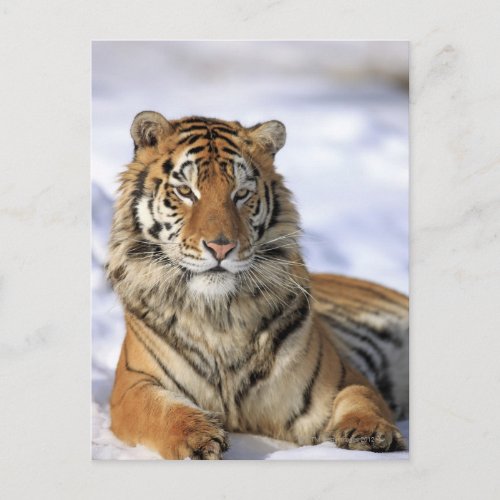 Siberian Tiger Panthera tigris altaica Asia Postcard