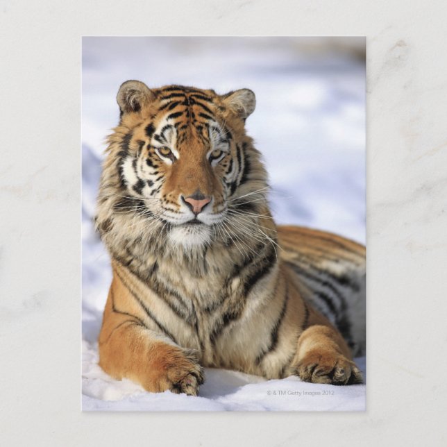 Siberian Tiger (Panthera tigris altaica) Asia Postcard (Front)