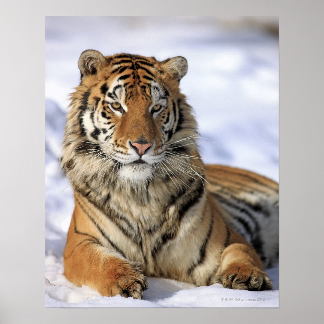 Siberian Tiger, Panthera tigris altaica, Asia, Poster | Zazzle