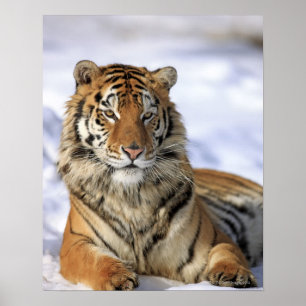 Siberian Tiger, Panthera tigris altaica, Asia Poster