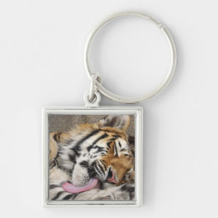 Siberian tiger Panthera tigris altaica licking Keychain