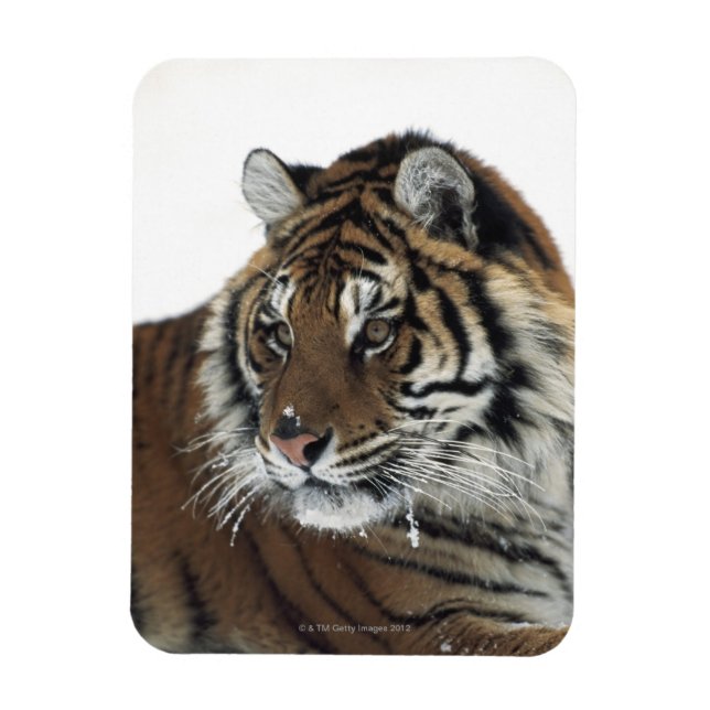 Siberian Tiger (Panthera Tigris Altaica) Magnet (Vertical)