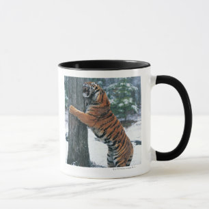 Siberian Tiger (Panthera tigris altaica) Mug