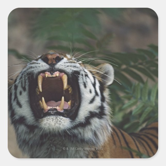 Siberian Tiger (Panthera Tigris) Bares Fangs Square Sticker (Front)