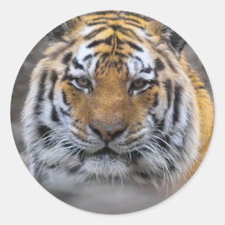 Siberian Tiger Photograph Classic Round Sticker