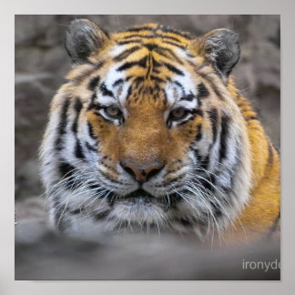 Siberian Tiger Photograph Poster