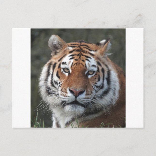 Siberian Tiger Portrait Postcard (Front)